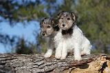 FOX TERRIER 416